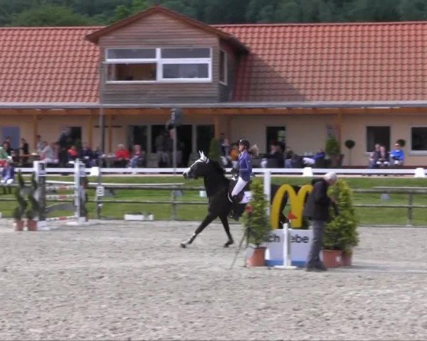 Zuchtstute Ginnevere (Oldenburger Springpferd, 2005, von Balou du Rouet)