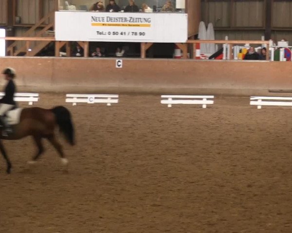 dressage horse Rob Roy 48 (Hanoverian, 2007, from Rubinero 2)
