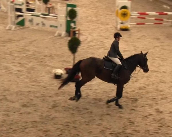 jumper Sensation of Cordobes (Westphalian, 2008, from Southern Star)