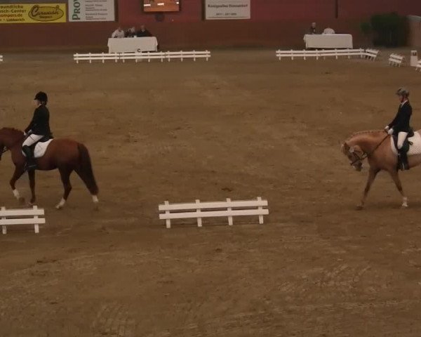 Dressurpferd Hitch S (Deutsches Reitpony, 2008, von Der Harlekin B)
