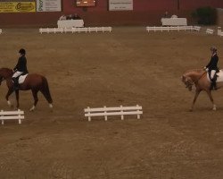 dressage horse Hitch S (German Riding Pony, 2008, from Der Harlekin B)