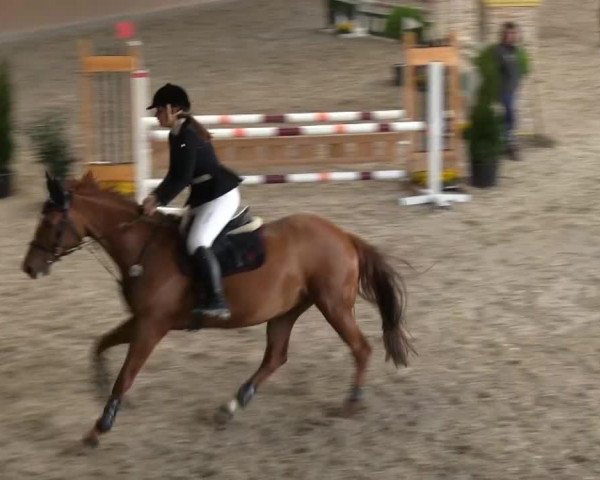 jumper Lindsay 29 (Bavarian, 2005, from Gambrinus)