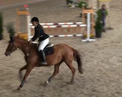 jumper Lindsay 29 (Bavarian, 2005, from Gambrinus)