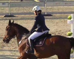 jumper Calimero (Oldenburg show jumper, 2006, from Cellini 8)