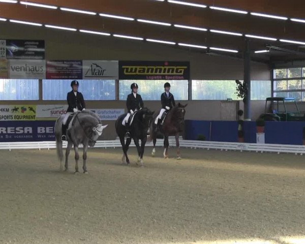 dressage horse Flandernhof's Summertime (New Forest Pony, 2007, from Sir Durk)