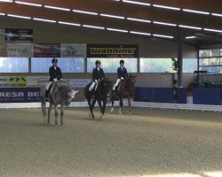 dressage horse Flandernhof's Summertime (New Forest Pony, 2007, from Sir Durk)