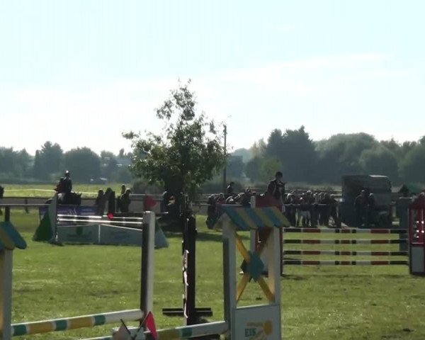 Springpferd Keanu 15 (Dänisches Warmblut, 2007, von Krake Ask)