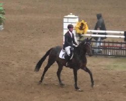 jumper Crabat 6 (Oldenburg show jumper, 2007, from Calido I)