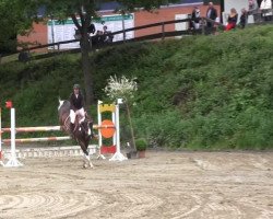 Springpferd Scapaa (Deutsches Reitpferd, 2006, von Semper)