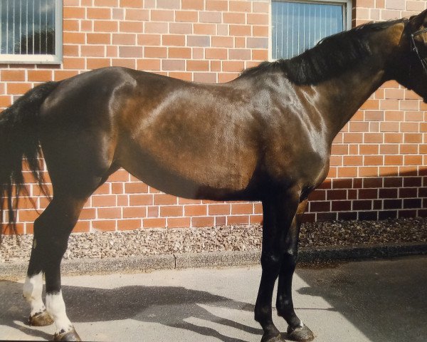 Zuchtstute Batida de Coco 36 (Oldenburger Springpferd, 2005, von Balou du Rouet)