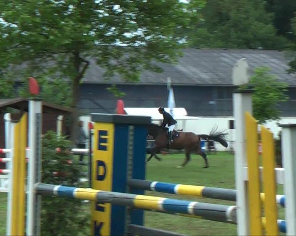 Springpferd Vigo Pontevedra (Deutsches Sportpferd, 2007, von Vigo d'Arsouilles)