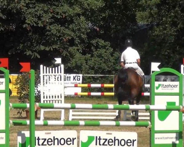 Chovná klisna Zarate 2 (Holštýnský kůň, 2007, od Cassini I)