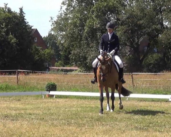 dressage horse Rub-A-Dub (German Riding Pony, 2007, from Proud Rocketti)