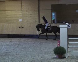 Springpferd Cantari 2 (Holsteiner, 2008, von Canturo)