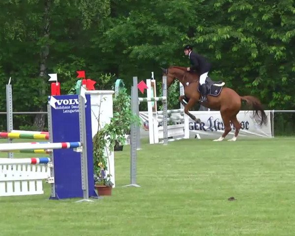 jumper Cupido 82 (German Warmblood, 2008, from Colorit)