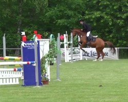 jumper Cupido 82 (German Warmblood, 2008, from Colorit)