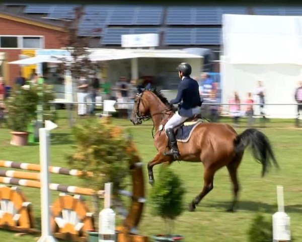 jumper Centa 17 (Cruzado-Espanol, 2005, from Centauer Z)