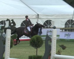 Springpferd Le Beau 64 (Zangersheide Reitpferd, 2008, von Tailormade Lawito)