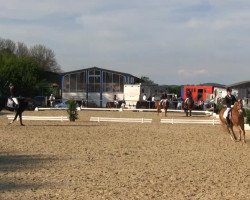 Dressurpferd Alpenfee 9 (Haflinger, 2003, von liz. 123/T Alpgraf)