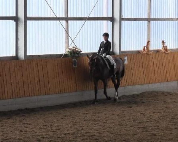 Dressurpferd Simao (Westfale, 2007, von Samarant)
