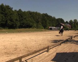 Cavallo da Dressage Latina 238 (Westfale, 2008, di Lugato)