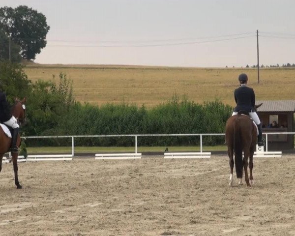 dressage horse Ferries (Westphalian, 2007, from Fürst Grandios)