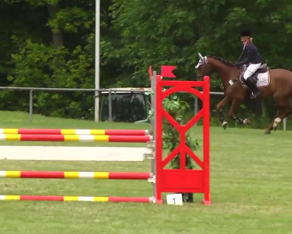 jumper Corvay 3 (Württemberger, 2007, from Contendro II)