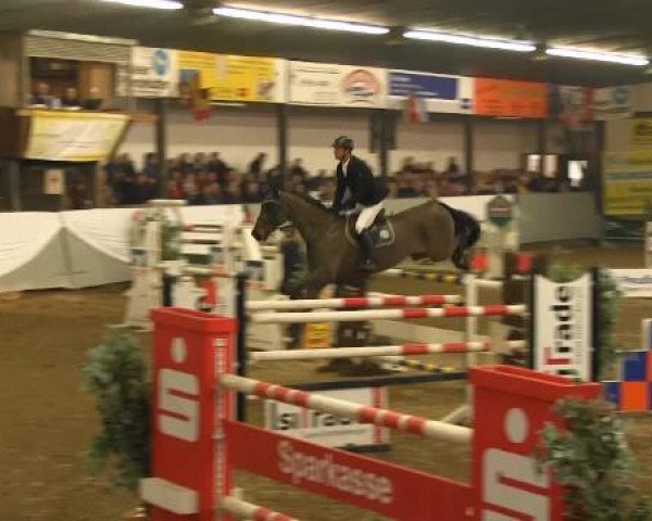 jumper Cyruso (KWPN (Royal Dutch Sporthorse), 2007, from Atlantic Z)
