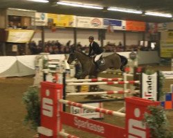 jumper Cyruso (KWPN (Royal Dutch Sporthorse), 2007, from Atlantic Z)