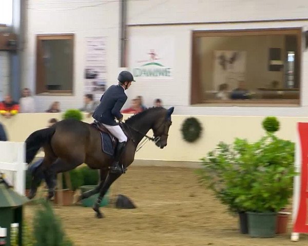 Springpferd Cassidy 41 (Oldenburger, 2007, von Canturo) Springpferd Cassidy 41 (Oldenburger, 2007, von Canturo)
