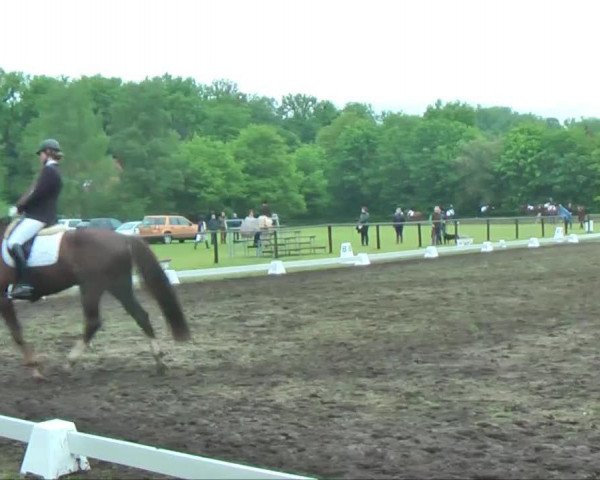 dressage horse Don Caramello 2 (Württemberger, 2008, from Don Romantic)