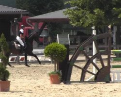 jumper Cosmo (Westphalian, 2008, from Contendro I)