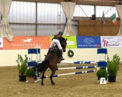 jumper Chagrando (Oldenburg show jumper, 2006, from Chalan)