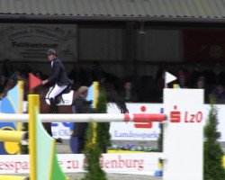 Springpferd Eye Catcher (Schwedisches Warmblut, 2006, von Cathageno)