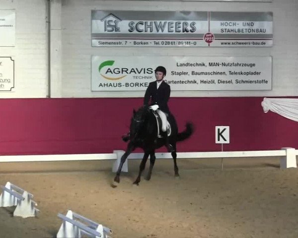 dressage horse Flamenca Sturmnacht (Trakehner, 2008, from Hofrat)