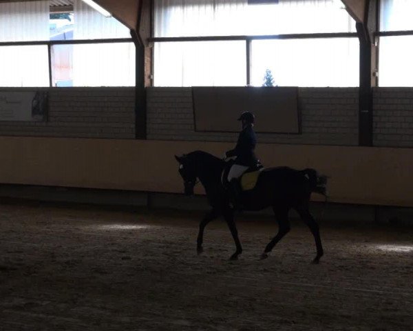 broodmare In Flagranti 4 (Oldenburg, 2008, from Don Kennedy)