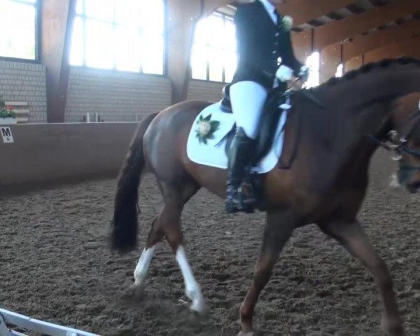 horse Duke of Dreams 3 (Rhinelander, 2006, from Dream On)