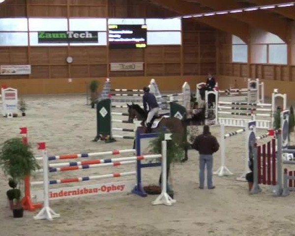 Springpferd Cincitty (KWPN (Niederländisches Warmblut), 2007, von Numero Uno) Springpferd Cincitty (KWPN (Niederländisches Warmblut), 2007, von Numero Uno)
