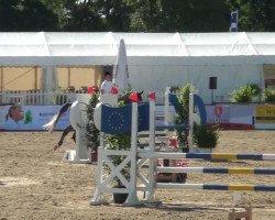 Springpferd Que Pasa 7 (Holsteiner, 2008, von Quidado)