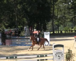 jumper Special Guest 2 (Rhinelander, 2008, from Sandro Boy Junior)