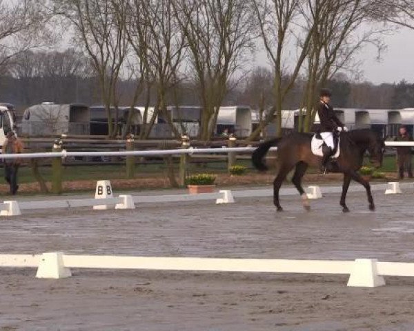 jumper Carenja (Hanoverian, 2008, from Count Grannus)