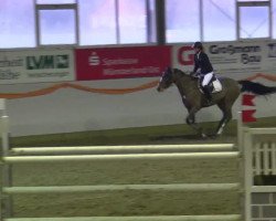Springpferd Beau (KWPN (Niederländisches Warmblut), 2006, von Quidam's Rubin)
