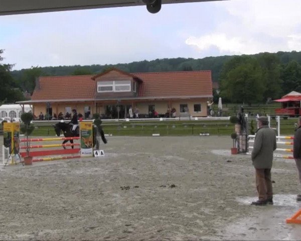 Springpferd Caspario (Hannoveraner, 2008, von Contendro I)