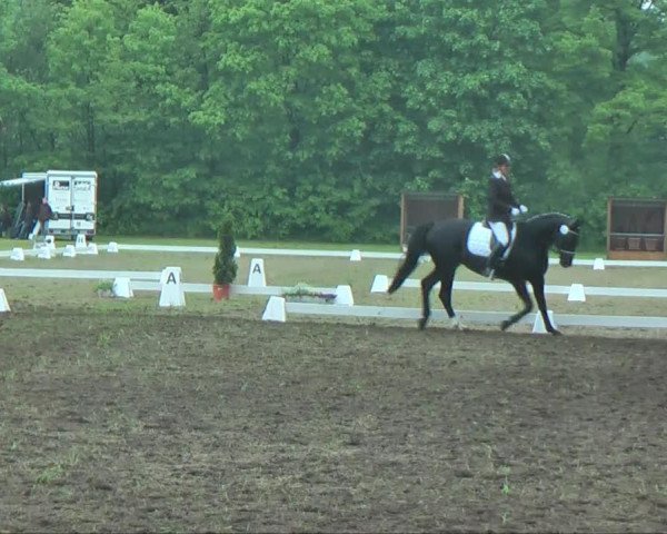 Dressurpferd Rebescha (Hannoveraner, 2008, von Rotspon)