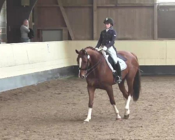 dressage horse Deluxe 21 (Württemberger, 2008, from Don Diamond)