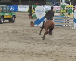 broodmare Lambada 233 (Westphalian, 2007, from Lord Z)