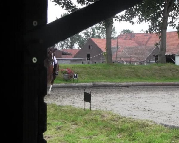 dressage horse Domenico 43 (Hanoverian, 2008, from Dancier)