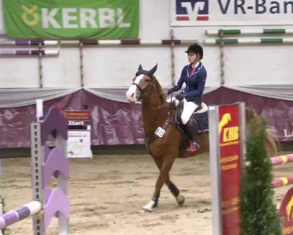 jumper Patriot (Slovenian Warmblood, 2004, from Denk)