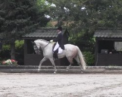 dressage horse Ratz-Fatz 6 (Hessian Warmblood, 2004, from Robertico)