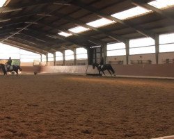 dressage horse Chamaja M (Westphalian, 2007, from Charisma)